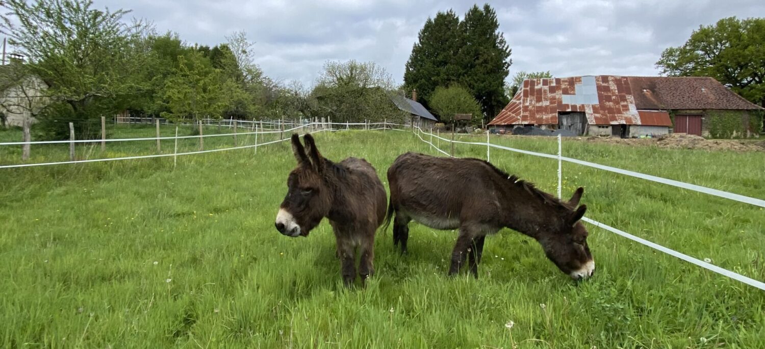 Découvrez nos lamas, ânes, chèvres et poules !